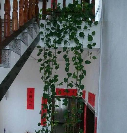  #花友#绿萝虽然很平常，打扮一下也能很惊艳！做一做造型，好看不少哦！