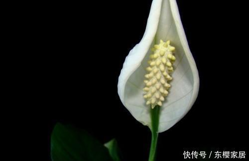 『抓紧』3种很“贵气”的花,华美有气质,房子小也要养一盆,抓紧入手