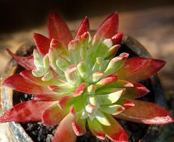 「理腐败」多肉植物底部叶子干瘪枯萎怎么办