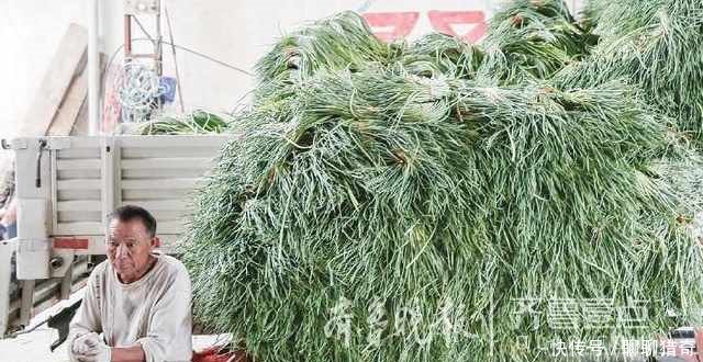 山东蒜苔也没谁了，包饭来采，想拿多少拿多少！