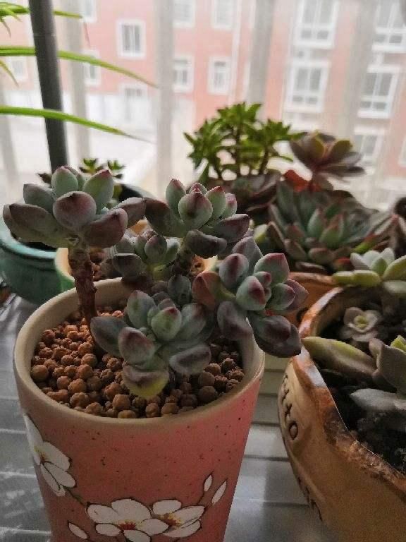  不充足■4种多肉天生爱徒长，新手养要注意，多晒太阳才长得好