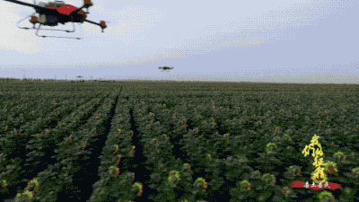  「创造奇迹」中国碗里装满中国粮！看，这片神奇的土地如何创造