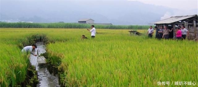  稻田|大火的稻田养殖模式，不仅仅是虾，这些东西也能养