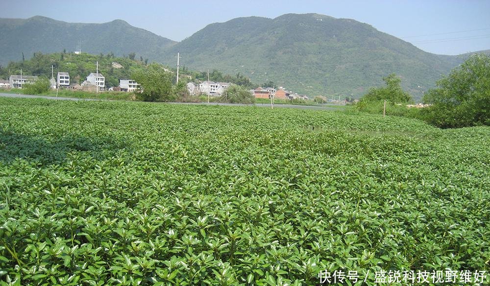  [我国]作为饲料引入我国，曾被当成救荒野菜食用，如今却成农村