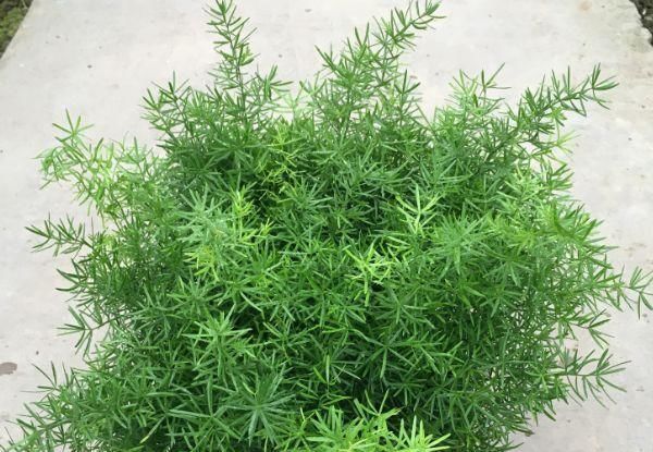  『油绿』有“3种植物”，长得像文竹，但比文竹更油绿，养在家里面美爆了