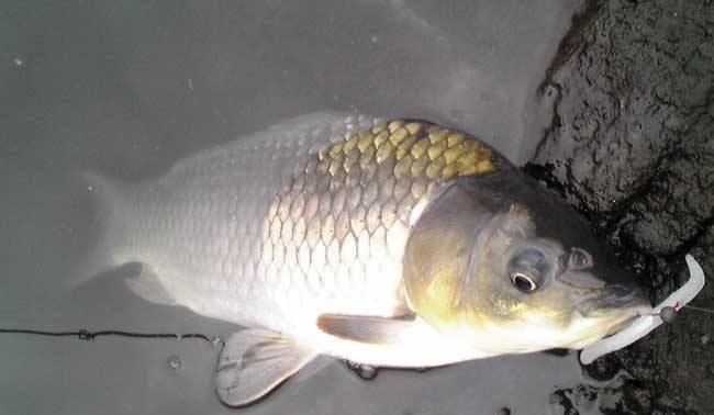  【钓友】春季垂钓时，不清楚一些基础的技巧？资深钓友来告诉你