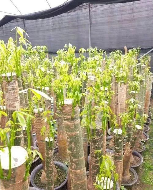  『新芽』立春给发财树“剃剃头”，新芽蹿的快，树冠长成伞，茂密油绿