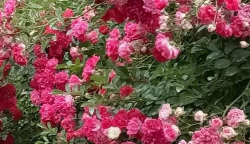 【玫瑰】喜欢菊花，不如养盆“高档玫瑰”荷花蔷薇，亲切妖娆 花姿清雅