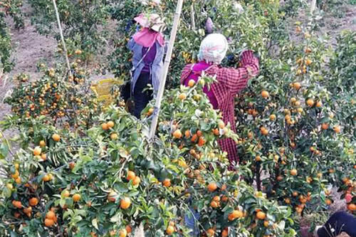  [大棚]从50元跌到10元，还是卖不出去，可让乡亲们愁坏了，销路