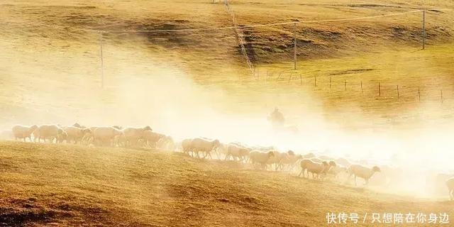 呼伦贝尔的秋天，美的太高级