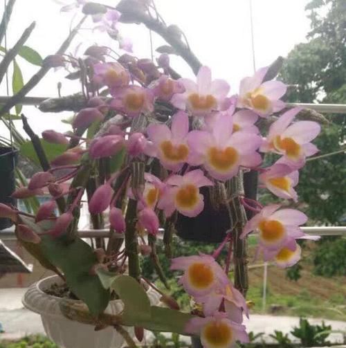 「专属」父亲专属特有之花,石斛花,父亲节送父亲的专属花