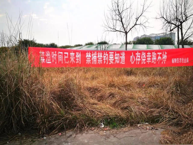 『鱼儿』劝君莫食三月鲫,为什么现在还有很多人在河边钓鱼?