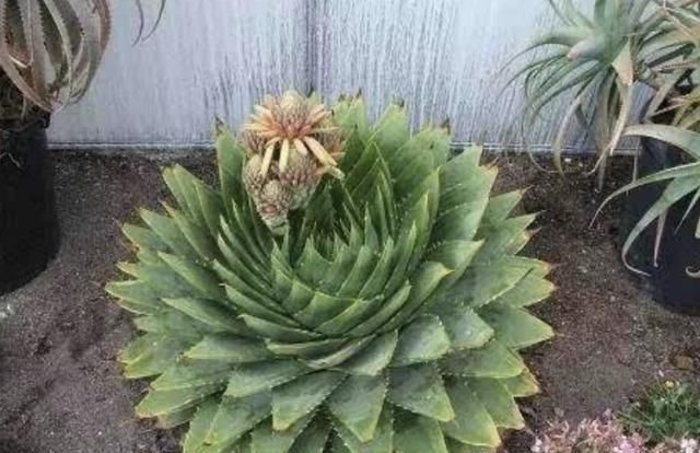  『值钱』芦荟女王,1种“高贵”的多肉植物,不好养,但养的越久越值钱