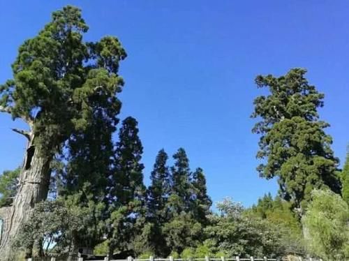 浙江有棵坚强树，树龄1500年，内部空心，靠钢筋、营养液过活