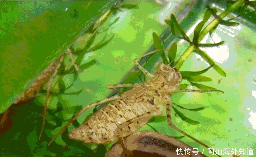 鱼塘边随处可见, 很多人都不认识它, 好多养殖户因它吃亏!