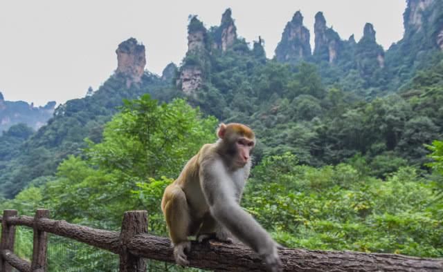 湖南张家界十里画廊，奇峰异石美如图画，是当地最会讲故事的景区