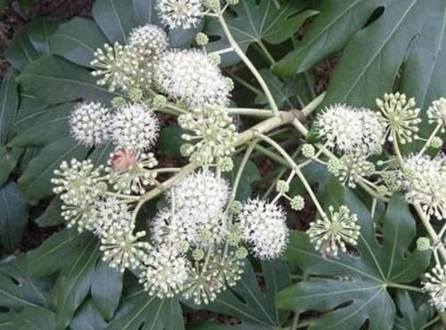  『见到』“1种草”根茎粗壮，见到别去乱拔，1斤卖到“50元”，请珍惜！