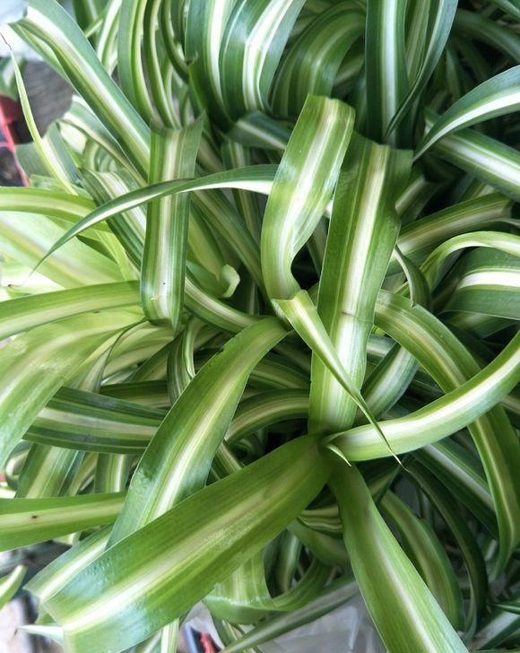  [植物]吊兰，文竹，发财树黄叶子，咔咔“剃光头”，两周绿叶长爆盆
