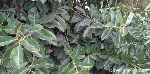 【道路】丢了一棵橡皮树,3年长疯了,横竖8米宽,霸占了道路惹人怨