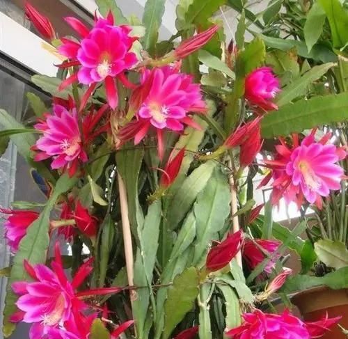  令箭荷花叶片|一盆仙人掌，开出大荷花，一盆开60朵，谁见谁爱它