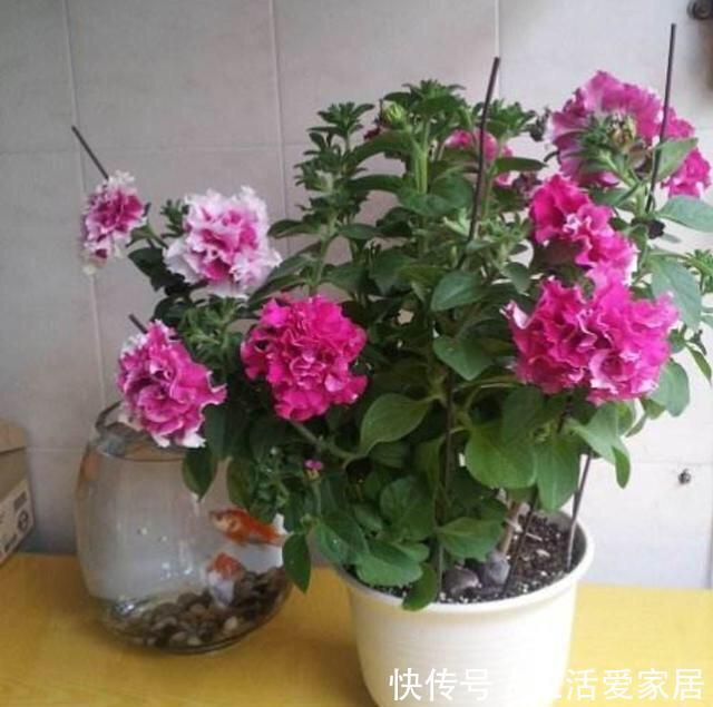  『花卉植物』不会养花？照着这“3点”做，准没错，阳台变花海，成小森林