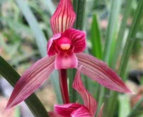  都江红素兰花：被称为兰界第一红素的兰花，花色鲜艳红彤彤，香气浓郁，价格亲民