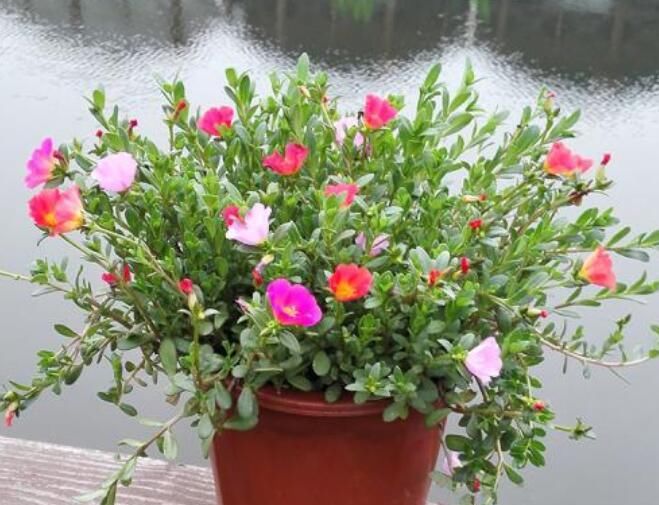 「太密」太阳花如何在夏季开花又多又大、又鲜艳呢?