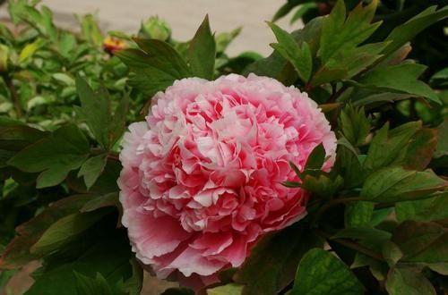  『季节』牡丹花适合在哪里栽种，什么季节适合栽种牡丹花？