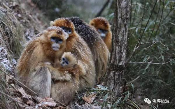 太冷啦！汉中这些小可爱在雪中抱团取暖，萌萌哒~