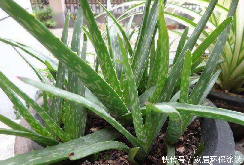 「舒适」“4种花”吸甲醛很厉害,养上几盆,室内甲醛没了,生活更舒适!