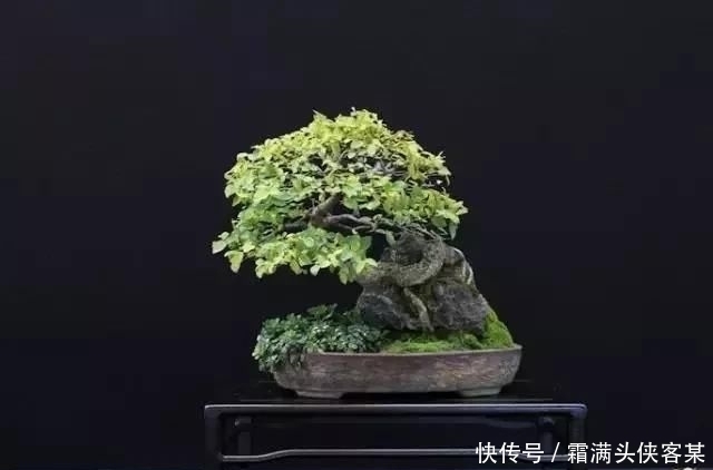  [栽种盆景]玩盆景，已成为当下追求高品质生活的一股潮流