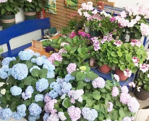  「一大」选购绣球花？只选对的，不买贵的，4步走捷径，小苗开花一大簇