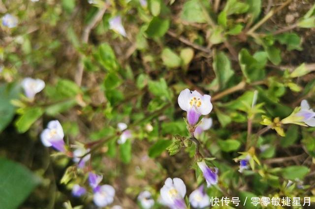 【时节】多肉在美好时节里尽情绽放吧!