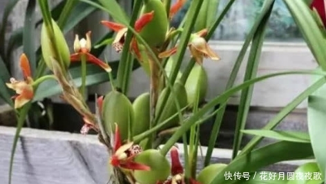  【漂亮】新手养花，不如养盆花中精品“巧克力香味”，好养又漂亮