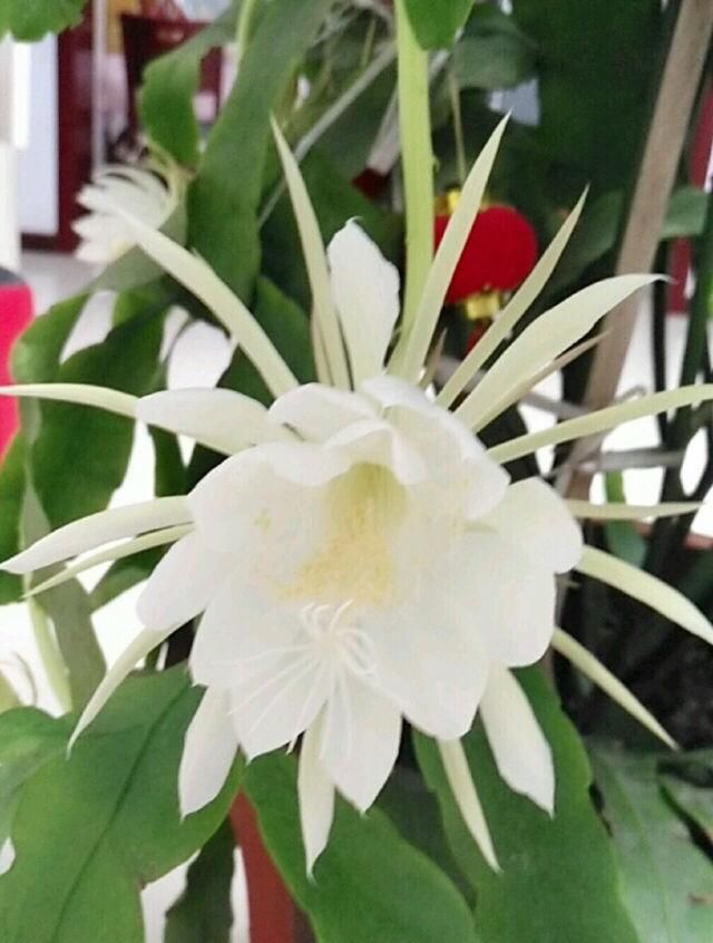  家里：昙花切一截重要部位插土里，今年就能开花，神秘幽香惹人醉！