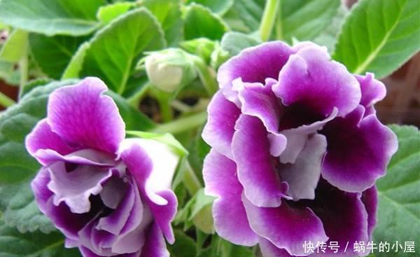 『妖娆』喜欢在家中养护花卉,就养花期长,花朵大,花色艳丽的花卉,妖娆