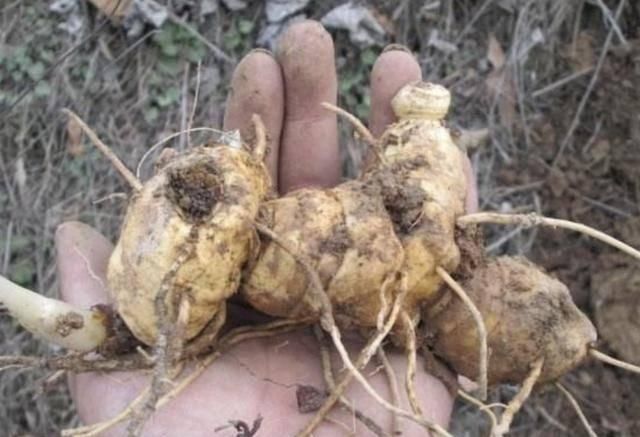  [生姜]在河边，有“1种野草”像生姜，被称为“老虎姜”，奇特、珍贵
