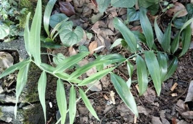  [生姜]在河边，有“1种野草”像生姜，被称为“老虎姜”，奇特、珍贵