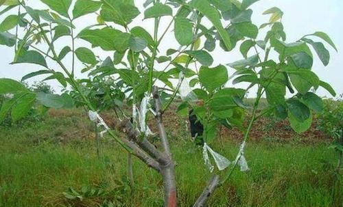  「枝条」核桃树枝的分类，需要注意的事项，谨记这3点