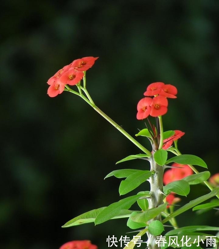  刺梅|养护虎刺梅，三个要点做好了，花朵一茬接一茬