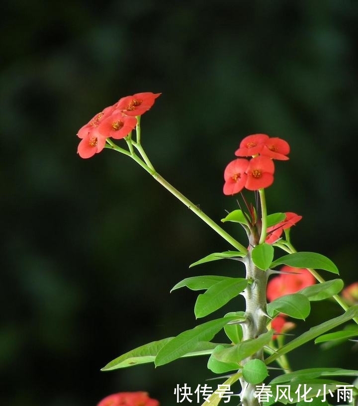 刺梅|养护虎刺梅,三个要点做好了,花朵一茬接一茬