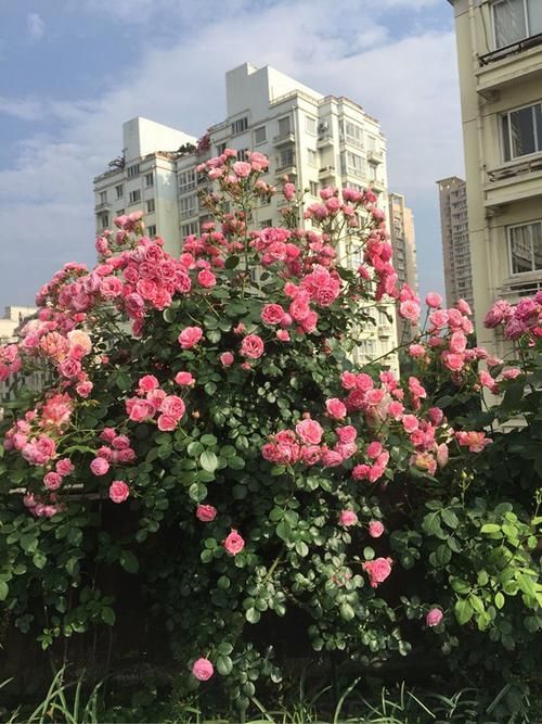  「居家」居家养花就选这几款，花期长开花艳丽，好养易打理，轻松养爆盆