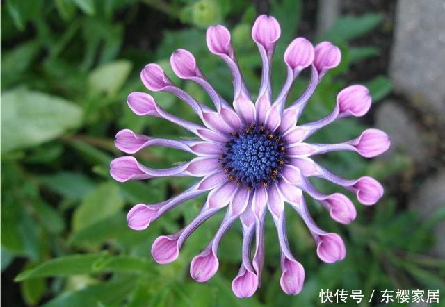 「家里」喜欢在家里养花,3种花一定不能错过,好养易活开花漂亮,美极了