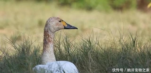 国家二级保护动物都有什么动物