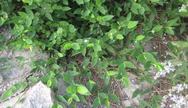  家畜饲养：这是“水龙头凤尾草”，很珍贵，70年代随处可见。 现