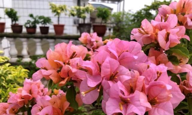  #充足#三角梅开花少，用点“小手段”，勤花懒花都开爆，四季不间断