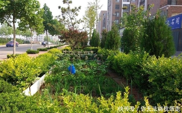  [蔬菜]为啥宁愿种草也不让种菜 农村人想不通