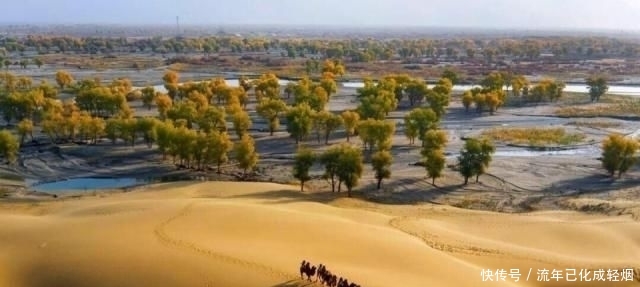  「胡杨林」我国当年在最大沙漠，种植了上亿棵胡杨林，如今怎么