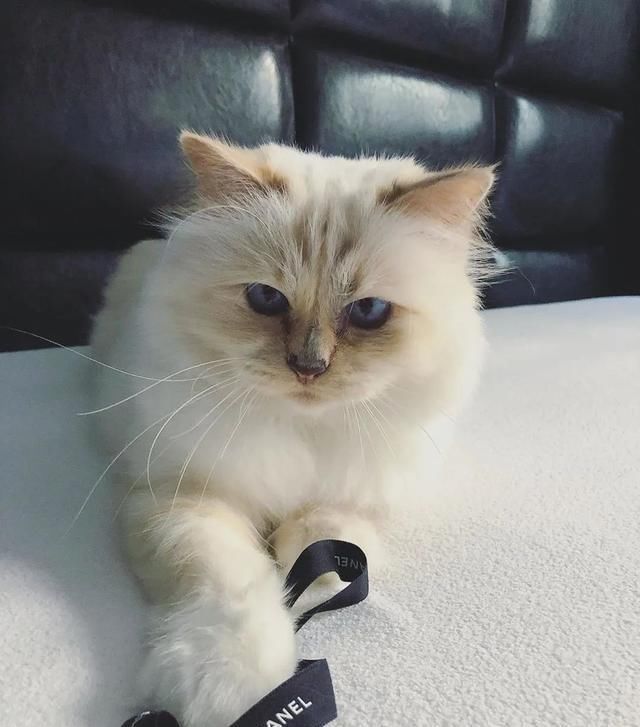  [Fran?oise]老佛爷逝世一周年，那只继承了21亿遗产的爱猫现在过得怎么样？