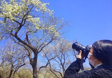  『梨花』劳动节：百年梨园梨花正为您盛开